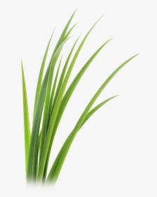Grass Blades Png - Ginger Grass Png, Transparent Png, Transparent PNG