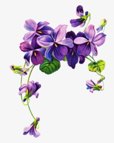 African Violets Border Clip Art Free Vintage Violet - Violet Png, Transparent Png, Transparent PNG