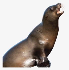 California Sea Lion, HD Png Download, Transparent PNG