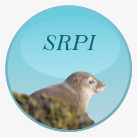 Harbor Seal, HD Png Download, Transparent PNG