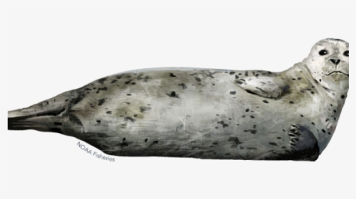 Ringed Seal Clipart Graphic Library Stock Sea Lion - Earless Seal, HD Png Download, Transparent PNG