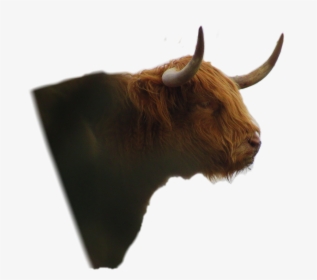 #yak - Bull, HD Png Download, Transparent PNG