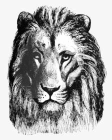 Lion Drawing Png No Background, Transparent Png, Transparent PNG