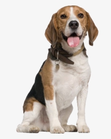 Beagle Dog Transparent - Dogs Sitting, HD Png Download, Transparent PNG