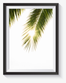 Scandi Light Leak Palm Frond Minimal Nordic Print - Sabal Minor, HD Png Download, Transparent PNG