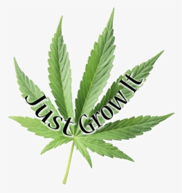 Weed Png, Transparent Png, Transparent PNG