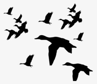 Flying Mallard Duck Silhouette, HD Png Download, Transparent PNG