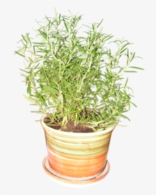 Png Images Herbs - Rosemary Plant Png Transparent, Png Download, Transparent PNG