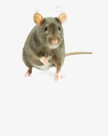 Whats The Favorite Food For Mice, HD Png Download, Transparent PNG