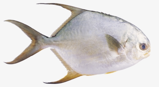 Download And Use Fish High Quality Png, Transparent Png, Transparent PNG