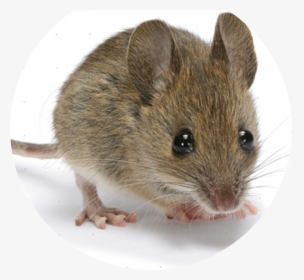 Mouse Is The First Mammal To Have Its Genome Decoded, HD Png Download, Transparent PNG