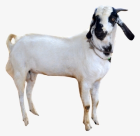 Goat Png Transparent Images - Goat In Png, Png Download, Transparent PNG