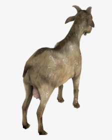 Goat, HD Png Download, Transparent PNG