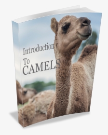 Introduction To Camels Book - Arabian Camel, HD Png Download, Transparent PNG