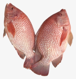 Fish Products, HD Png Download, Transparent PNG
