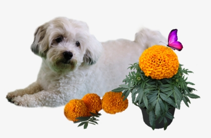 Patch And Marigold Png - Mal-shi, Transparent Png, Transparent PNG