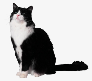 Pets, HD Png Download, Transparent PNG