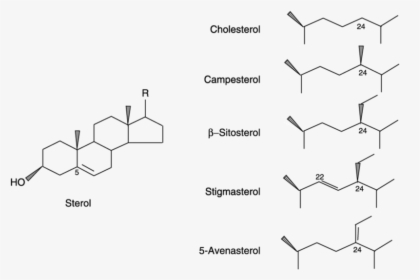 Chemical Structure Of Sterols - Structure Is Common To All Sterols, HD Png Download, Transparent PNG