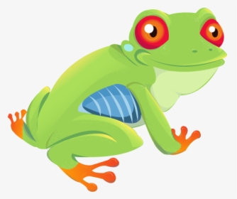 Red-eyed Tree Frog, HD Png Download, Transparent PNG