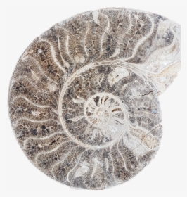 #fossils #stickers - Circle, HD Png Download, Transparent PNG