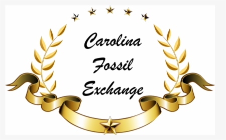 Carolina Fossil Exchange   Width - Illustration, HD Png Download, Transparent PNG