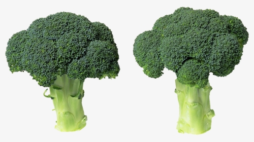 Green Broccoli Png File - Broccoli, Transparent Png, Transparent PNG