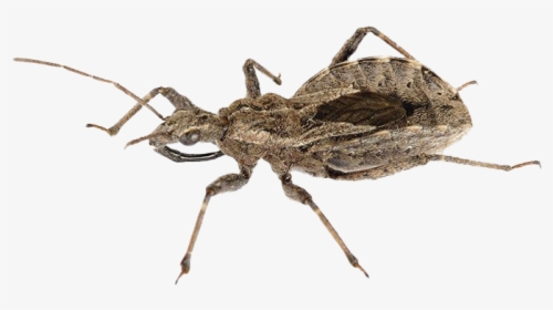 True Bug Insect Png Download Image - Assassin Bug, Transparent Png, Transparent PNG