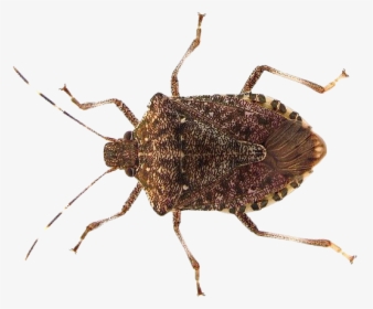 True Bug Insect Png Pic - Stink Bug Png, Transparent Png, Transparent PNG