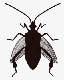True Bug Insect Png Clipart - Vector Image Of A Bug Svg, Transparent Png, Transparent PNG