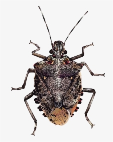 True Bug Insect Png Image - Brown Marmorated Stink Bug Png, Transparent Png, Transparent PNG