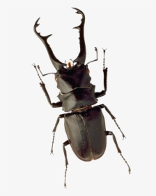 Stag Beetle Png, Transparent Png, Transparent PNG