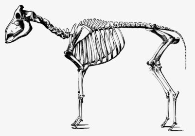 Sheep Skeleton Drawing, HD Png Download, Transparent PNG