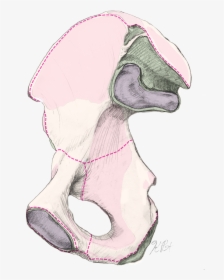 Pelvic Half Web, HD Png Download, Transparent PNG