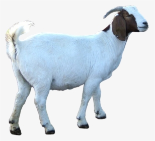 Eid Ul Adha Goat Png, Transparent Png, Transparent PNG