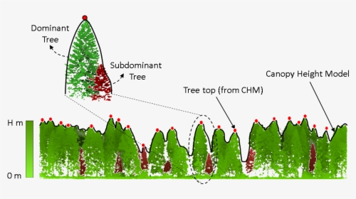 Tree Crown Detection And Delineation Lidar, HD Png Download, Transparent PNG