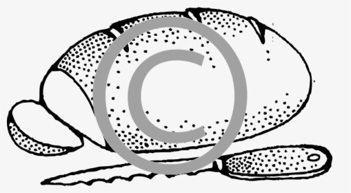 Bun Black And White, HD Png Download, Transparent PNG