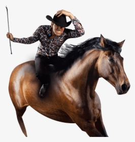 Stallion, HD Png Download, Transparent PNG