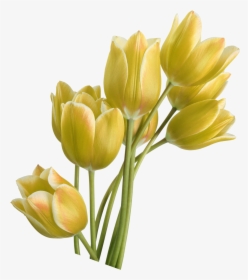 Tulip Yellow Flower - تقویم دیواری سال 90, HD Png Download, Transparent PNG