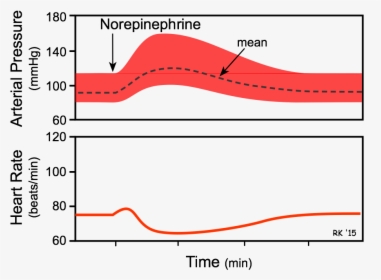 Norepinephrine Effect On Heart Rate, HD Png Download, Transparent PNG