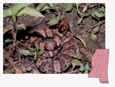 Mississippi Poisonous Snakes, HD Png Download, Transparent PNG