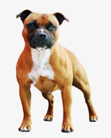 Boxer, HD Png Download, Transparent PNG