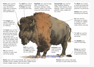 Bison, HD Png Download, Transparent PNG