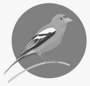 Loggerhead Shrike, HD Png Download, Transparent PNG