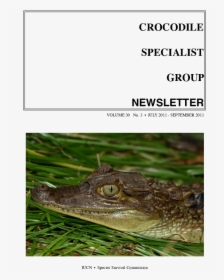 American Alligator, HD Png Download, Transparent PNG