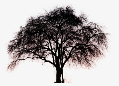 God Is Tree Of Life, HD Png Download, Transparent PNG