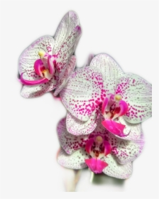 orquidea - Artificial Flower, HD Png Download , Transparent Png Image -  PNGitem