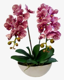 Orchids Of The Philippines, HD Png Download, Transparent PNG