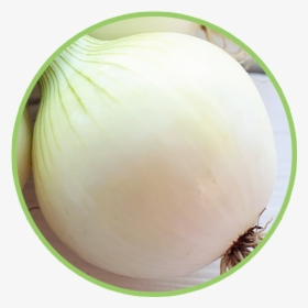 Bean Sprouts, HD Png Download, Transparent PNG