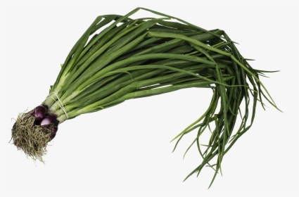 Planta De Cebolla De Verdeo , Png Download - Onion Welsh, Transparent Png, Transparent PNG