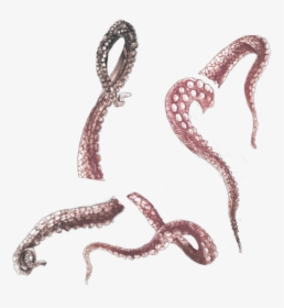 #tentacles #tentacle #octopus #octopuss #ocean #nautre - Illustration, HD Png Download, Transparent PNG